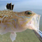 Fly Fishing in Greece
