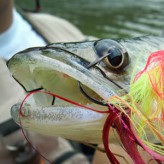 Fly Fishing for Zander